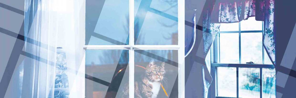 A cat looks out of a window.
