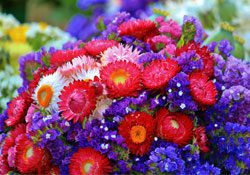 flowers flowers