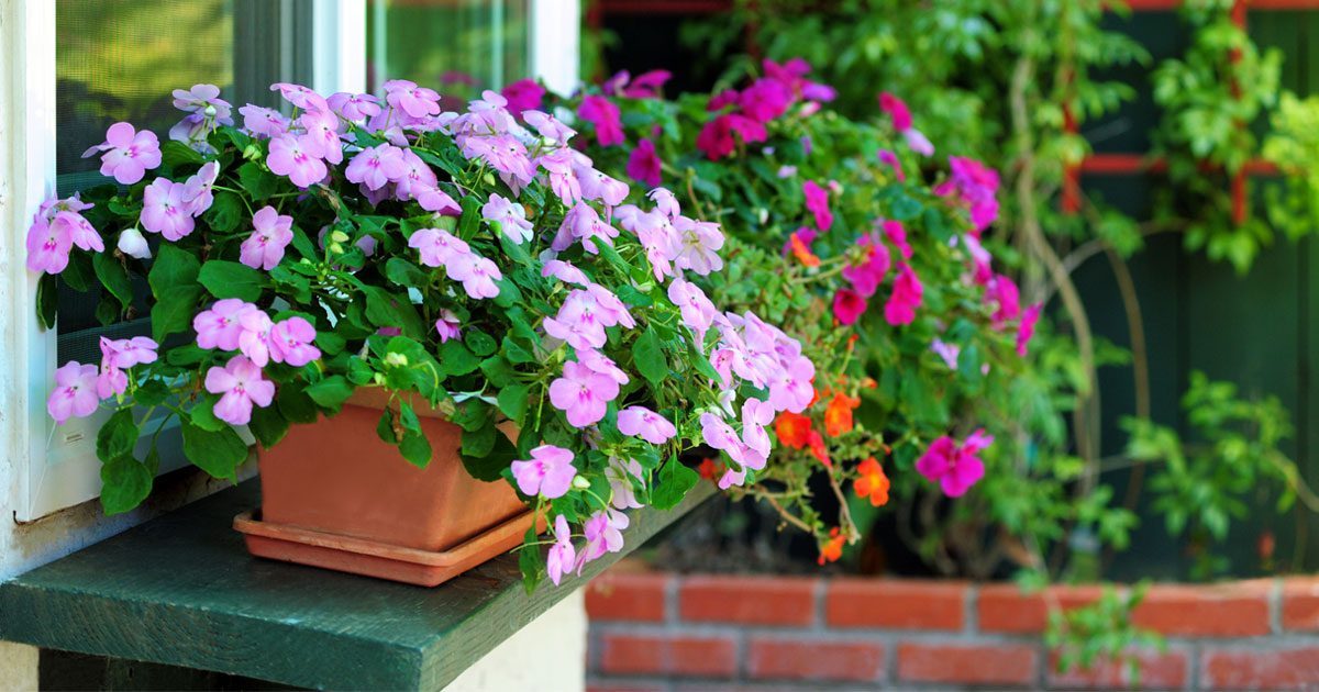 Flower boxes on a window sill.