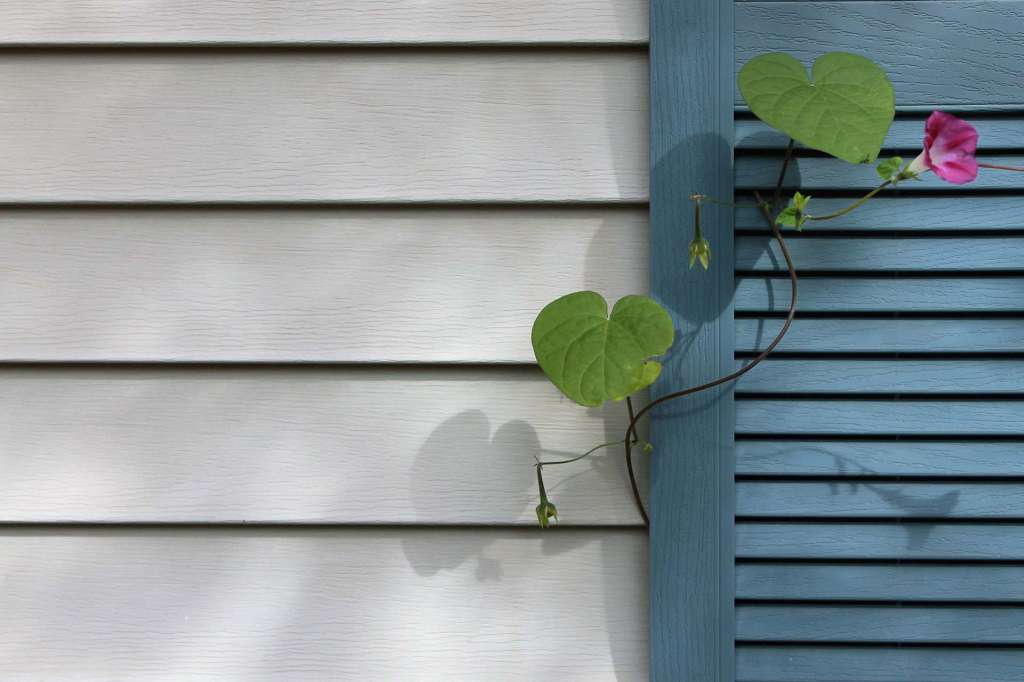 Morning glory vine climbing a blue shutter on light vinyl siding