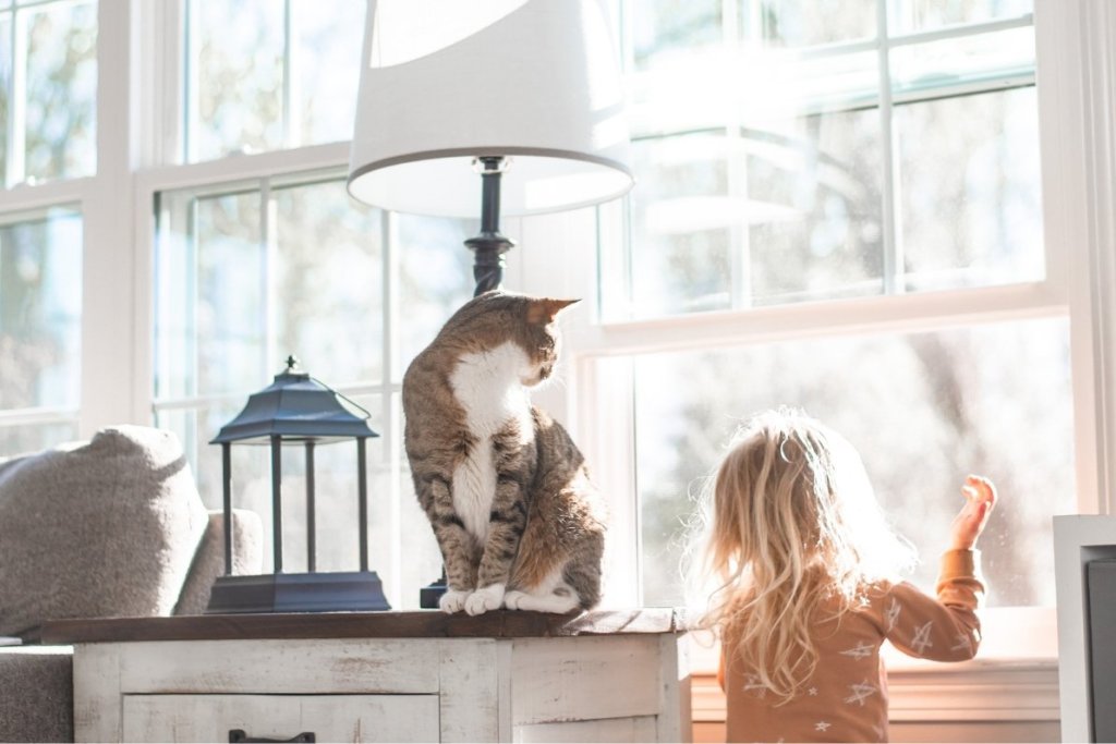 A child and her family cat look out of brand new windows installed by Universal Windows Direct