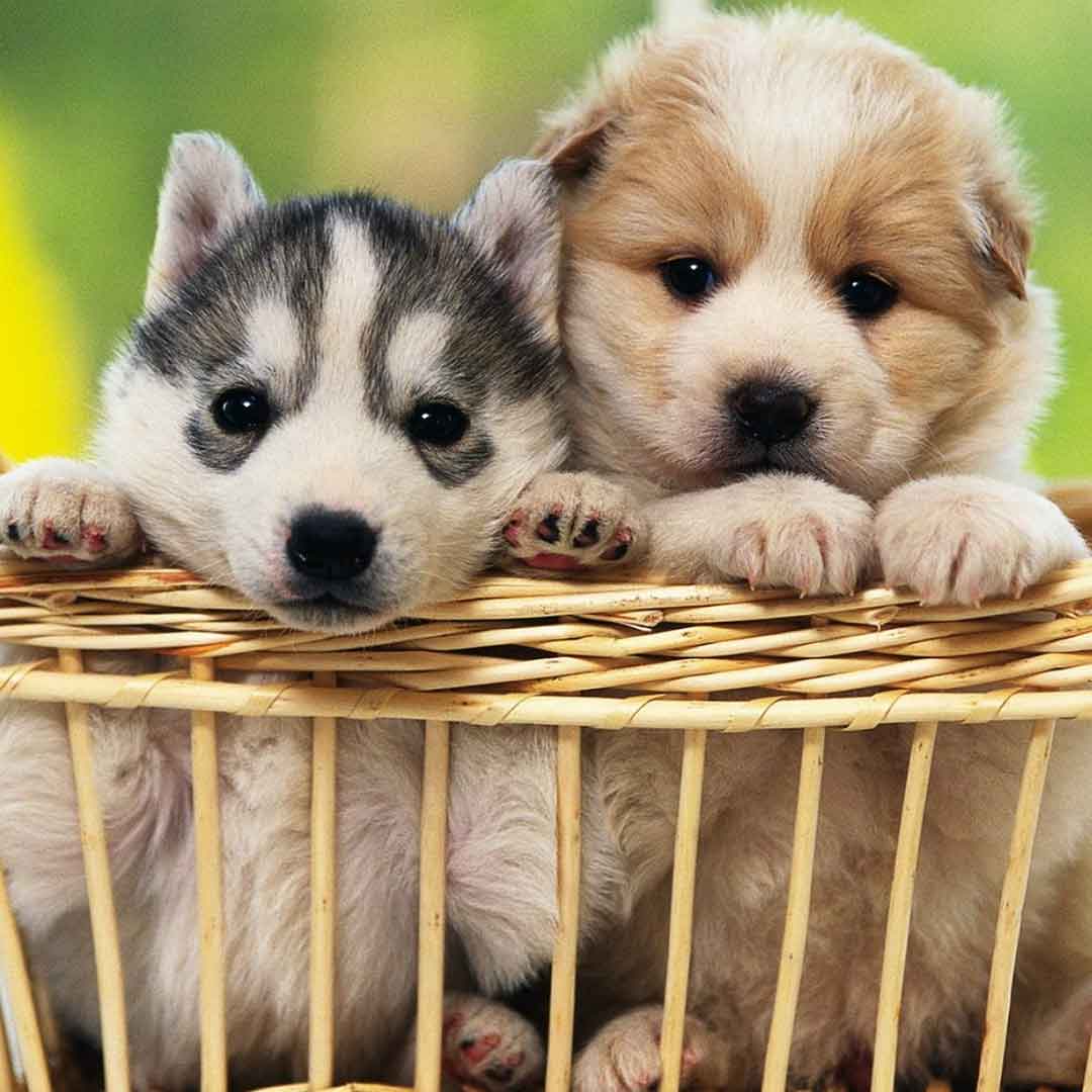 Puppies in a Basket Two Puppies in a Basket