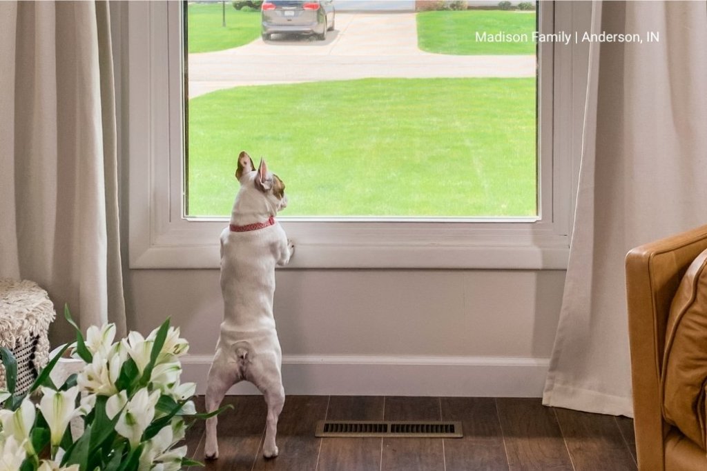 A little dog looks out of a window installed by Universal Windows Direct.