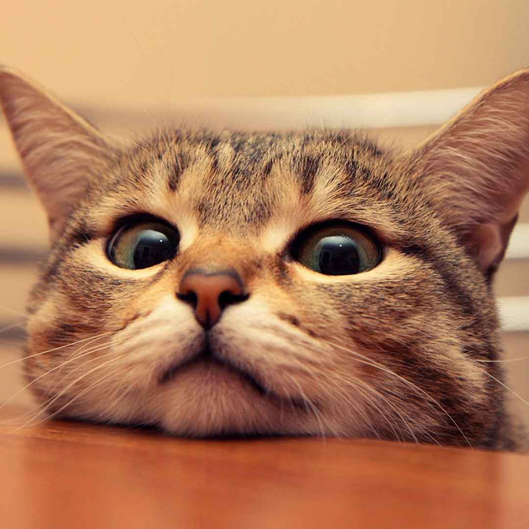 Cat Face cat on table